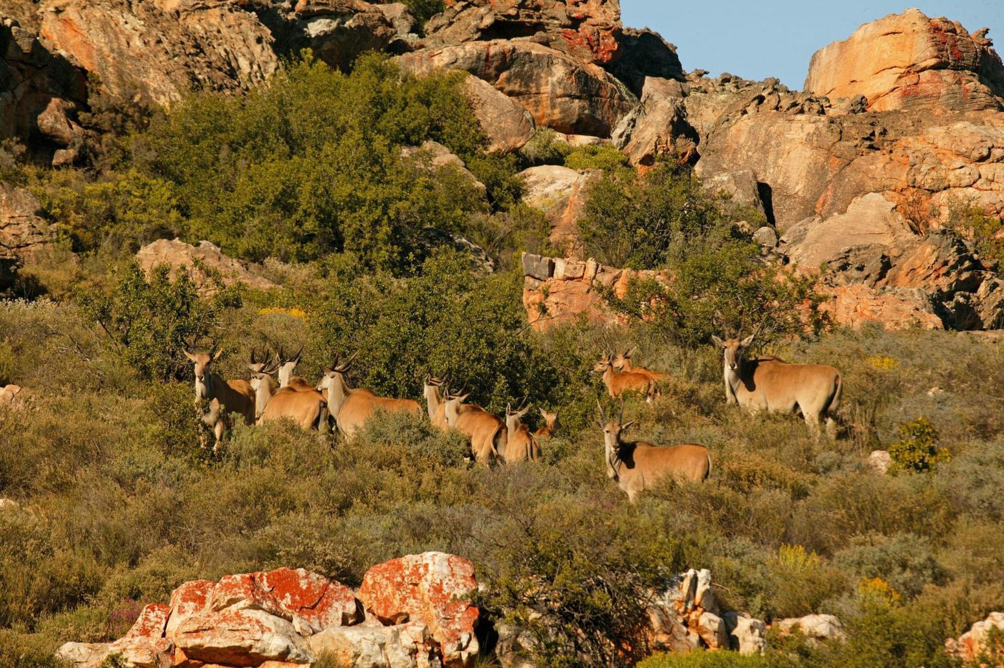 Bushmans Kloof Wilderness Reserve And Wellness Retreat Clanwilliam Exterior photo