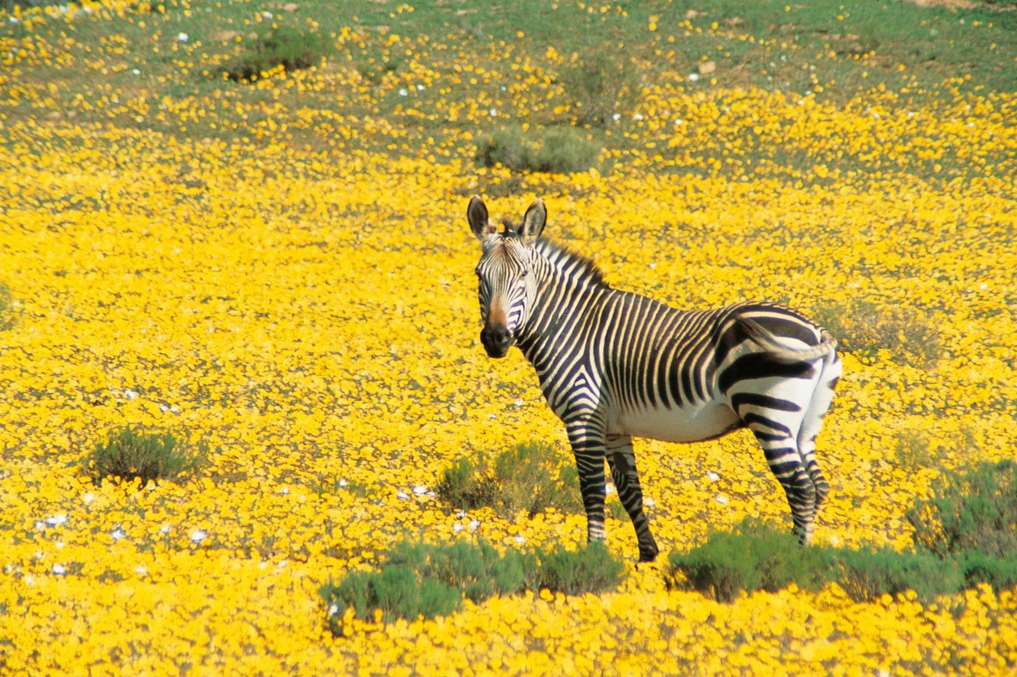 Bushmans Kloof Wilderness Reserve And Wellness Retreat Clanwilliam Exterior photo